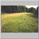 A Meadow Beside The South Tyne